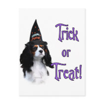 Cavalier King Charles Spaniel Trick