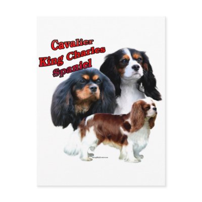 Cavalier King Charles Spaniel Trio 2 Post Cards