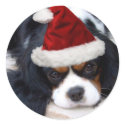 Cavalier King Charles stickers