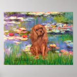 Cavalier (Ruby7) - Lilies 2 Poster