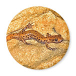 Cave Salamander magnets