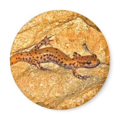Cave Salamander Refrigerator Magnet by JaguarPhotos