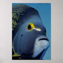Cayman Islands, French Angelfish Pomacanthus