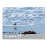 Cayucos Ca Post Card