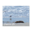 Cayucos Ca postcards
