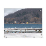 Cayuga Lake in Winter postcards