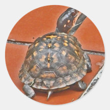 CC- Box Turtle Stickers
