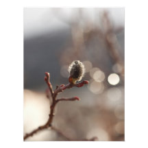 CDR Catkin Dream Photo