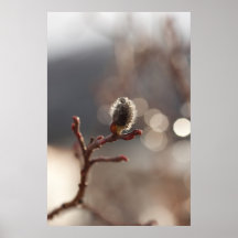 CDR Catkin Dream Print