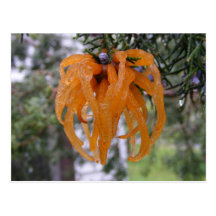 Cedar Fungus ~ postcard