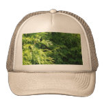 Cedar Hedge Hat