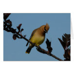 Cedar Waxwing 2 Cards