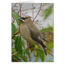 Cedar Waxwing Card