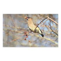Cedar Waxwing Eating Berries Sticker
