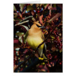 Cedar Waxwing Greeting Cards