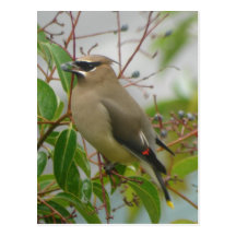 Cedar Waxwing Postcard