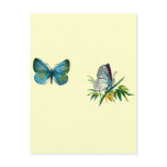 Celastrina argiolus (male)
