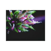 Celestial Nature Canvas Prints