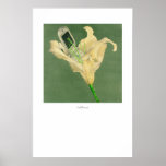 Cellflower posters