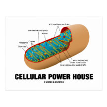 Cellular Power House (Mitochondrion) Post Card