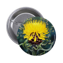Centaurea macroephala, globe knapweed  flowers pinback button