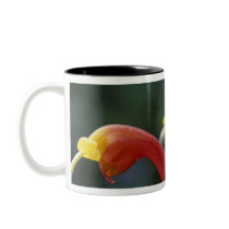 Central America, Panama, Chiriqui Province, Coffee Mug