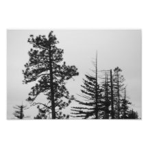 Central Oregon Pines Black and White Photographic Print