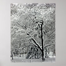 Central park 2010 Snow - CIMG6402 Poster