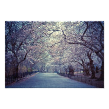 Central Park Cherry Blossom Path Art Photo