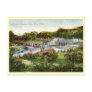 Central Park, New York City 1916 Vintage Post Card