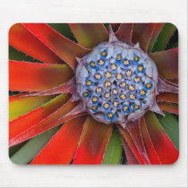 Centre of a blooming agave - San Francisco
