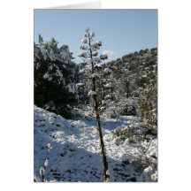 Century Plant Blooms Greeting Cards
