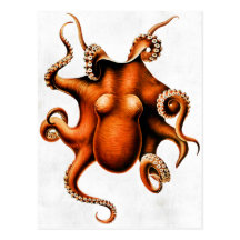 Cephalopoda of the Hawaiian Islands Postcard