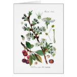 Cerasus vulgaris (Cherry) cards