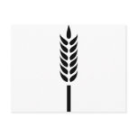 cereal wheat spike postcards