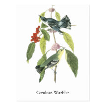 Cerulean Warbler, John Audubon Post Cards