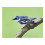 Cerulean Warbler Postcard