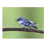 Cerulean Warbler Postcard