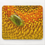 Cetonia aurata mousepads