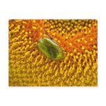Cetonia aurata
