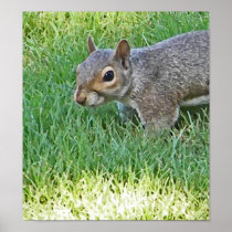 CF- Funny Squirrel Poster