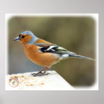 Chaffinch 8R86D-23 posters
