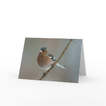 Chaffinch greeting card