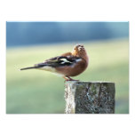 CHAFFINCH PHOTOGRAPHIC PRINT
