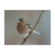 Chaffinch - postcard