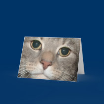 Chairman Meow Greeting Card (blank inside) cards