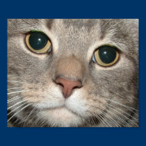 Chairman Meow Poster Print posters