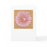 Chambered Nautilus & Pink flower cards
