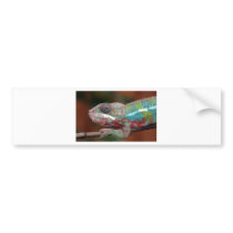 chameleon