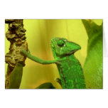Chameleon Card